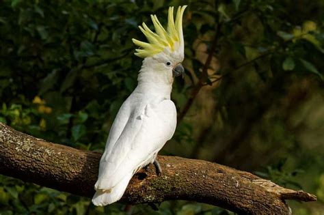 White Colored Talking Birds For Sale