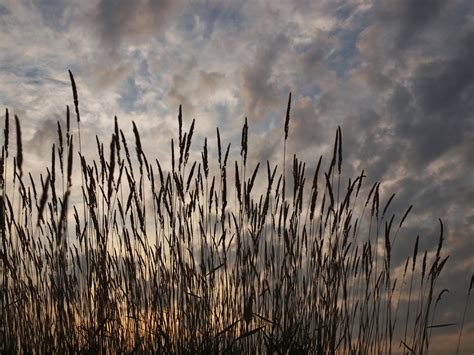 Tall Grass Sunrise Free Stock Photo Public Domain Pictures
