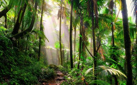 Tropical rain forests are most often located near the earth's equator. Incredible Tropical Rainforest Plants to See on Your Next ...
