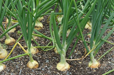 Como Y Cuando Plantar Cebollas En El Huerto La Huertina De Toni