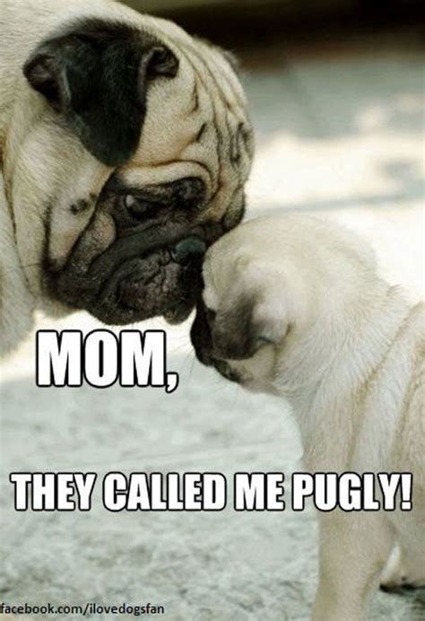 Funny Pictures Of Animals With Sayings Pugs Funny Cute Pugs Baby Pugs