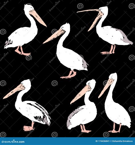 Vector Image Of Cartoon Pelicans Sketches Stock Vector Illustration