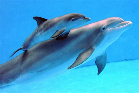 اجمل صور بيبى دلفين خلفيات روعة دولفين صغير 2021 Baby Dolphin