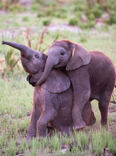 Happy Elephant Pals Smiles Elephants The Healing Power Of Glee