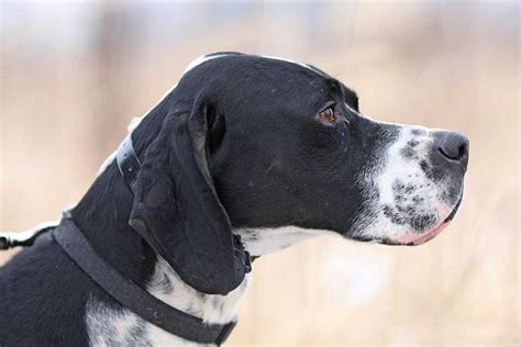 English Pointer Dog Breed Information And Characteristics