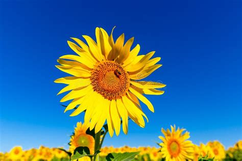 Sunflower Under Blue Sky Stock Photo Image Of Blooming 154987416