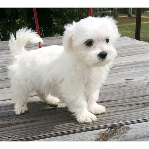 Maltese Puppies For Sale | Addison, AL #312472 | Petzlover