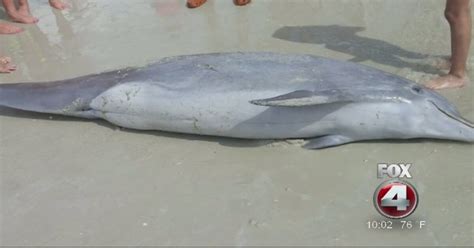 Dead Dolphin Discovered In Fmb