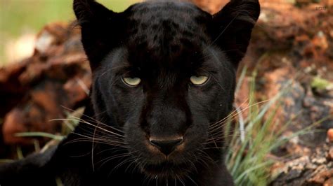 Black Panther Animal Wallpapers Wallpaper Cave