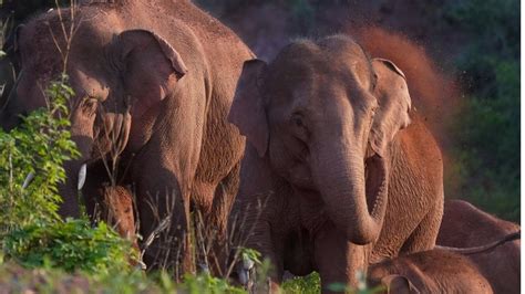 Elephants 500km Trek Across China Baffles Scientists BBC News