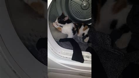 My Cat In The Tumble Dryer Youtube