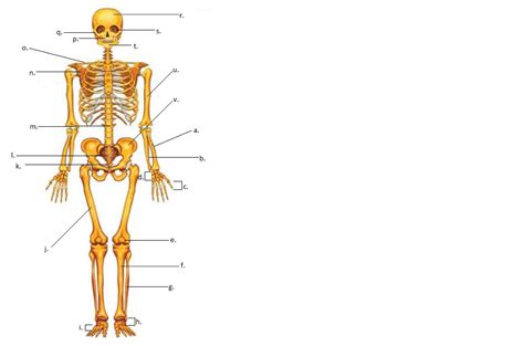 Maybe you would like to learn more about one of these? Biologi : Sistem Gerak Manusia (xi IPA) - ProProfs Quiz