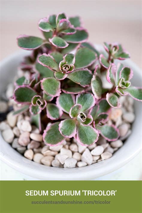 Sedum Spurium ‘tricolor Succulents And Sunshine