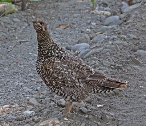 Pictures And Information On Spruce Grouse