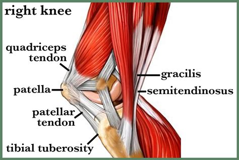 Knee Muscle Attachments