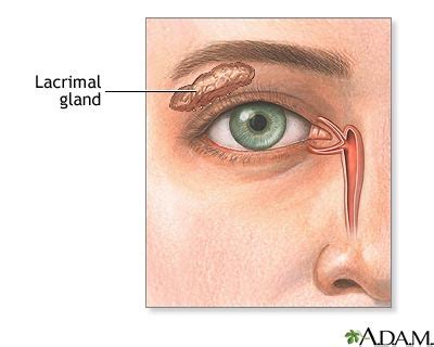 Lacrimal Gland MedlinePlus Medical Encyclopedia Image