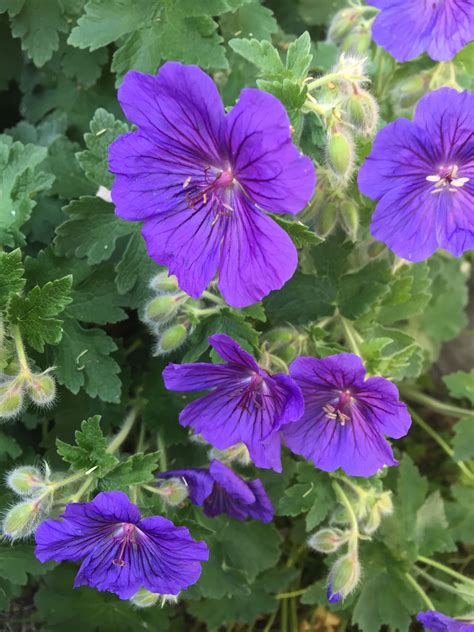 Pretty purple flowers. | Purple flowers, Pretty flowers, Flowers