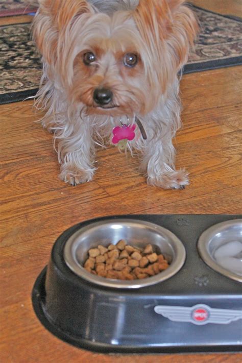 Best Dog Food For Yorkies Puppies Kendrick Batiste