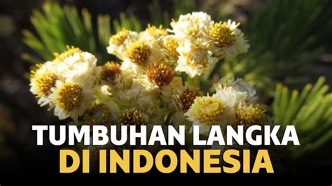 Jenis Tumbuhan Flora Yang Dilindungi Di Indonesia Kumpulan Materi Vrogue