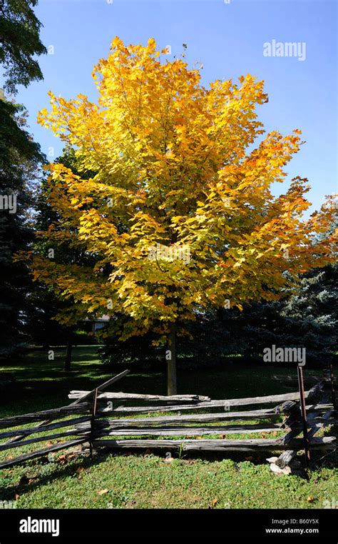 Indiana Autumn Fall Colors Near Muncie Indiana Stock Photo Alamy
