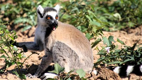 The Incredible Ring Tailed Lemurs King Julien Of Southern Madagascar