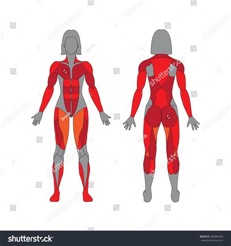 Anatomy Female Muscular System On White 스톡 벡터로열티 프리 490084648