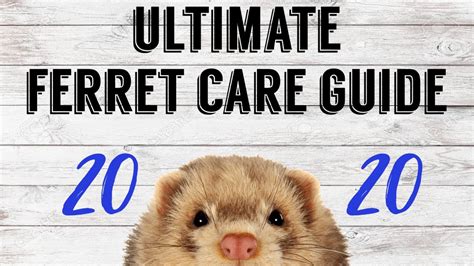 Ultimate Ferret Care Guide 2020 Pazuandfriends Youtube