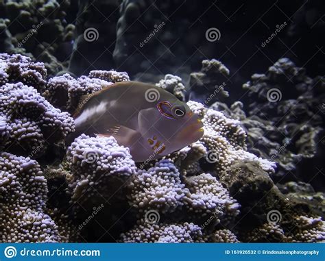 Neon Markings On Blenny Fish Close Up On Coral Stock Photo Image Of