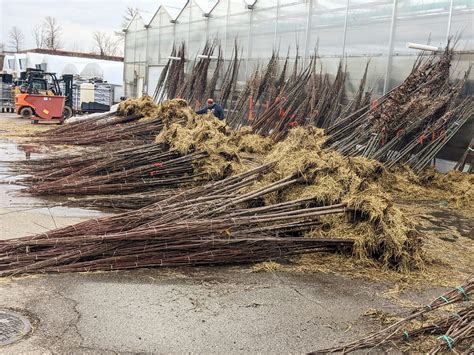 Bare Root Plants