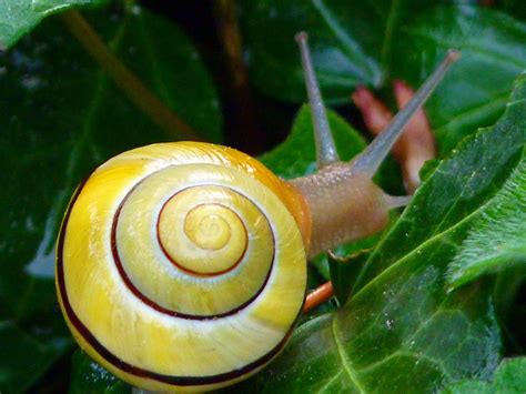 Grove Snail Most People Are Amazed When They Learned That