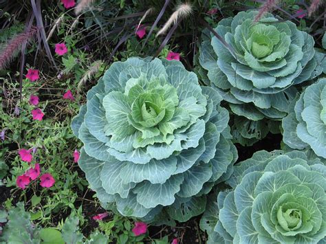 Several Green Cabbages Growing In A Garden Surrounded By Pink And