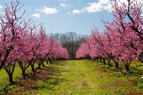 Peach Orchard In Bloom Stock Image Image Of Botany 111607013