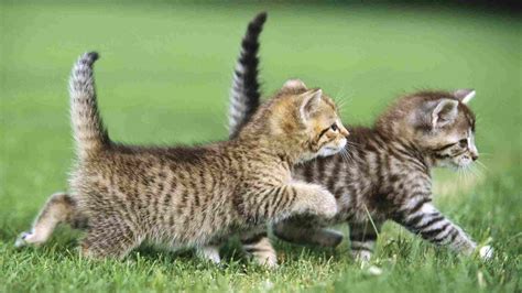 Make someone feel better by sending this cute get well card. Cute Cat Quotes Sayings. QuotesGram