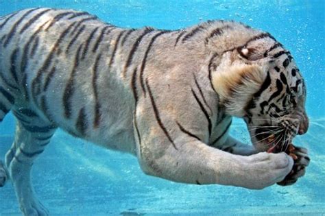 White Tiger Who Loves To Eat His Meal Underwater White