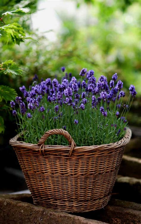 How To Grow Lavender In Every Climate Resouri