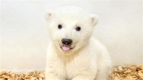 Its A Girl Berlin Zoos Baby Polar Bear Has 1st Checkup