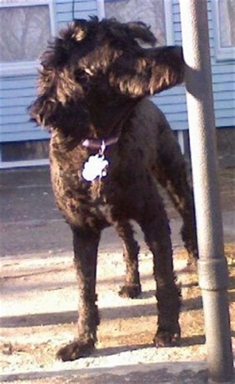 See more ideas about soft coated wheaten terrier, wheaton terrier, wheaten terrier. Whoodle Dog Breed Pictures, Wheaten Terrier Poodle Hybrid ...