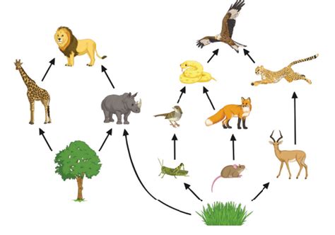 What Is A Food Web Energy Transferred In A Food Web Wiki