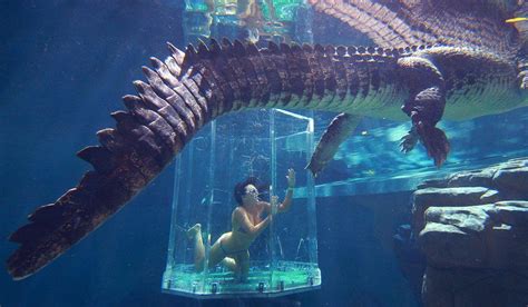 Swim With Crocodiles With Crocosaurus Cove Darwin With Images Crocodiles Cove Darwin Australia