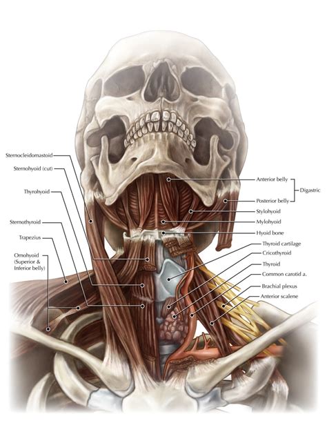 Anatomy Of The Neck Poster Print By Evan Otoscience Source