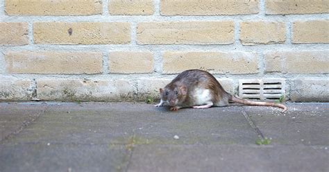 Rat Complaints Increase In New York City