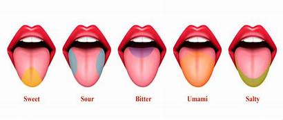 Tongue Taste Salty Areas Umami Bitter Sour