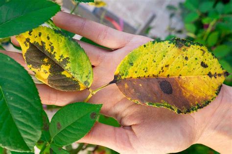 12 Most Common Plant Diseases Symptoms And Treatment