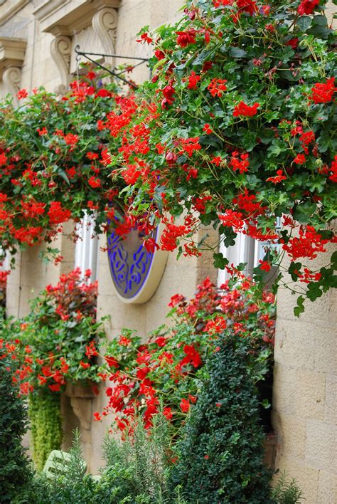 See more ideas about trailing flowers, planting flowers, plants. Trailing geraniums | Red geraniums, Geraniums, Flower pots