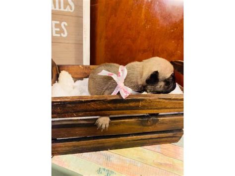 3 male pug puppies left ## Adorable Pug Puppies Just in time for Christmas in Houston, Texas - Puppies for Sale Near Me