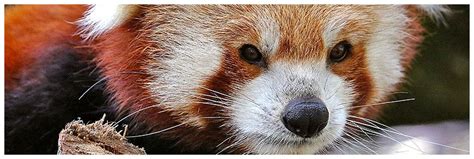 Red Panda Red Panda Zoo Panda