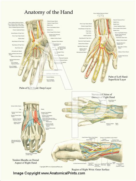 Kidney infections usually start in the urinary tract and bladder, and from there can spread to the kidneys, causing local inflammation and pain in the kidney. Hand and Wrist Anatomy Poster