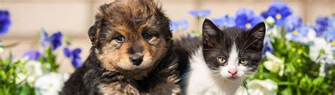 How progressive pet insurance by pets best compares. Our Veterinary Team In Dayton, OH | Northridge Animal Clinic