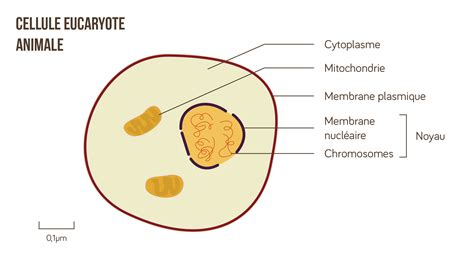 Définition Cellule eucaryote SchoolMouv