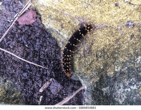 Black Caterpillar Orange Spots On Rock Stock Photo 1884854881